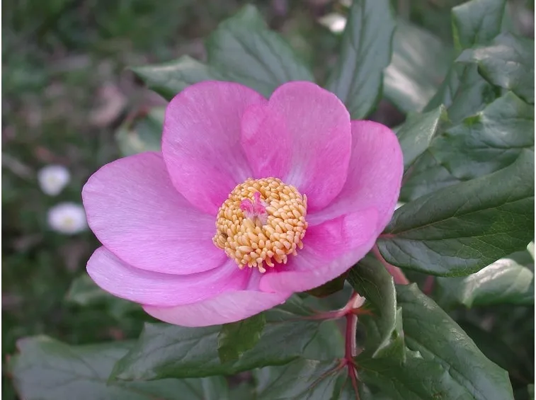 Il vero significato della peonia