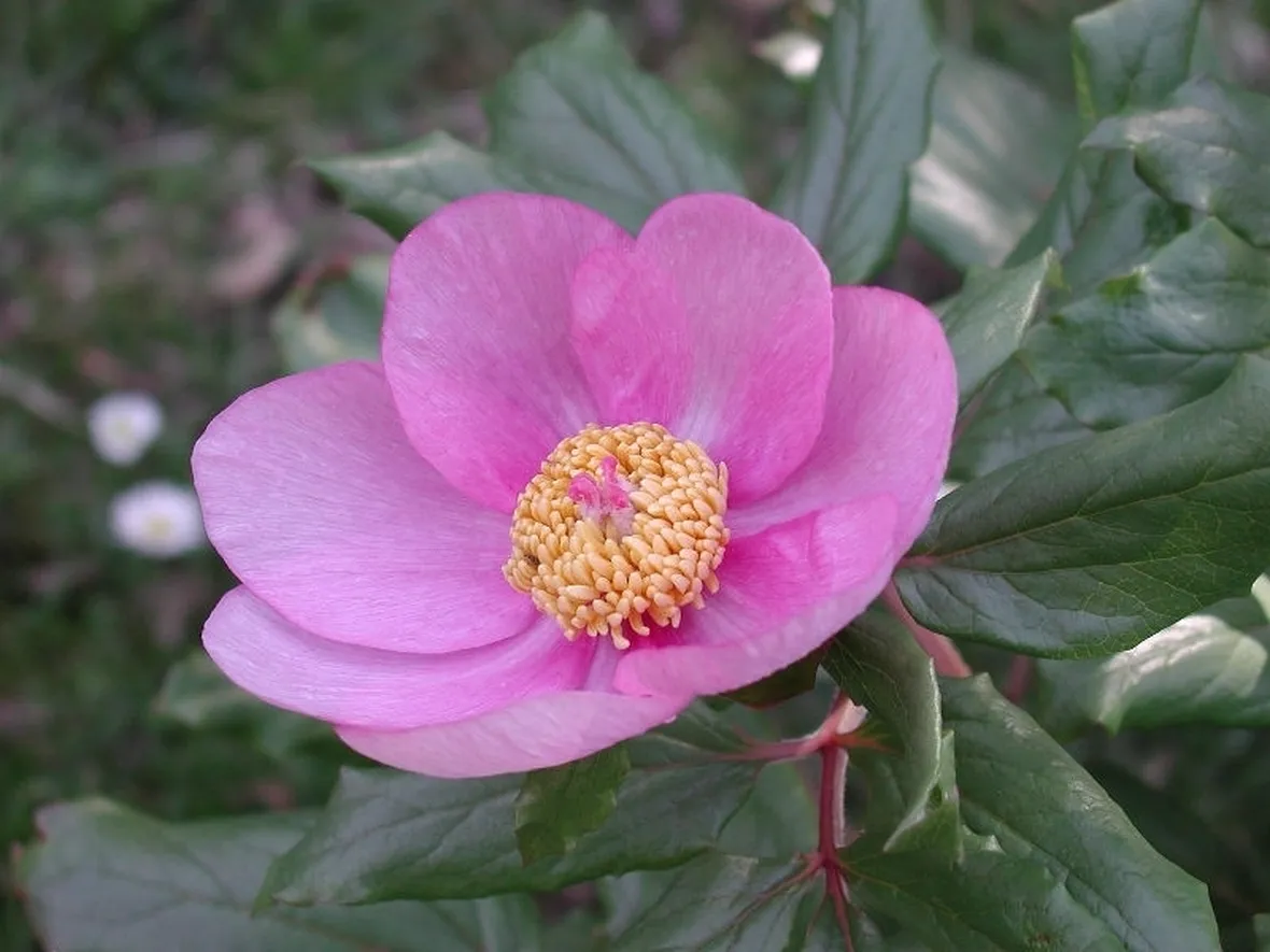 Il vero significato della peonia