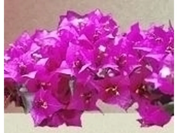Irrigazione Bouganville