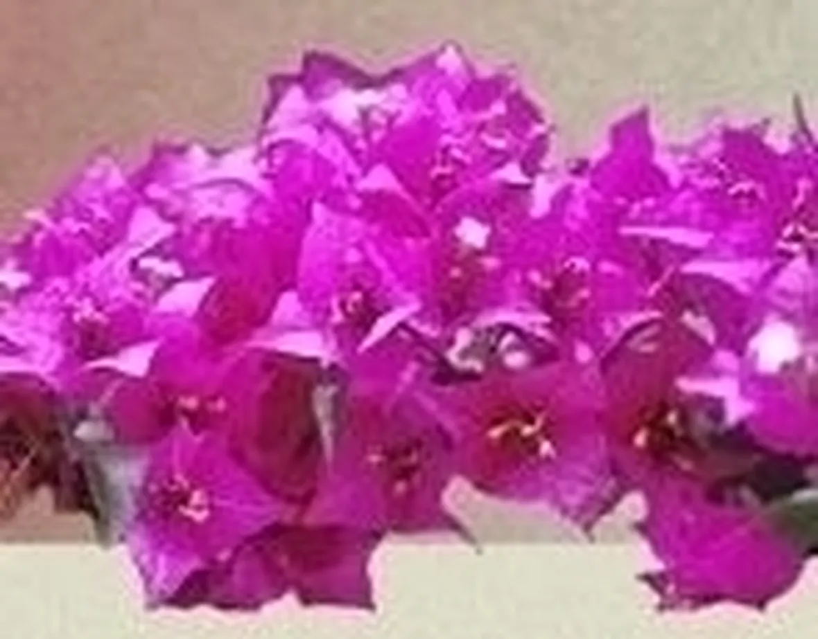 Irrigazione Bouganville