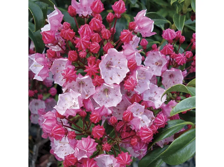 Kalmia-2