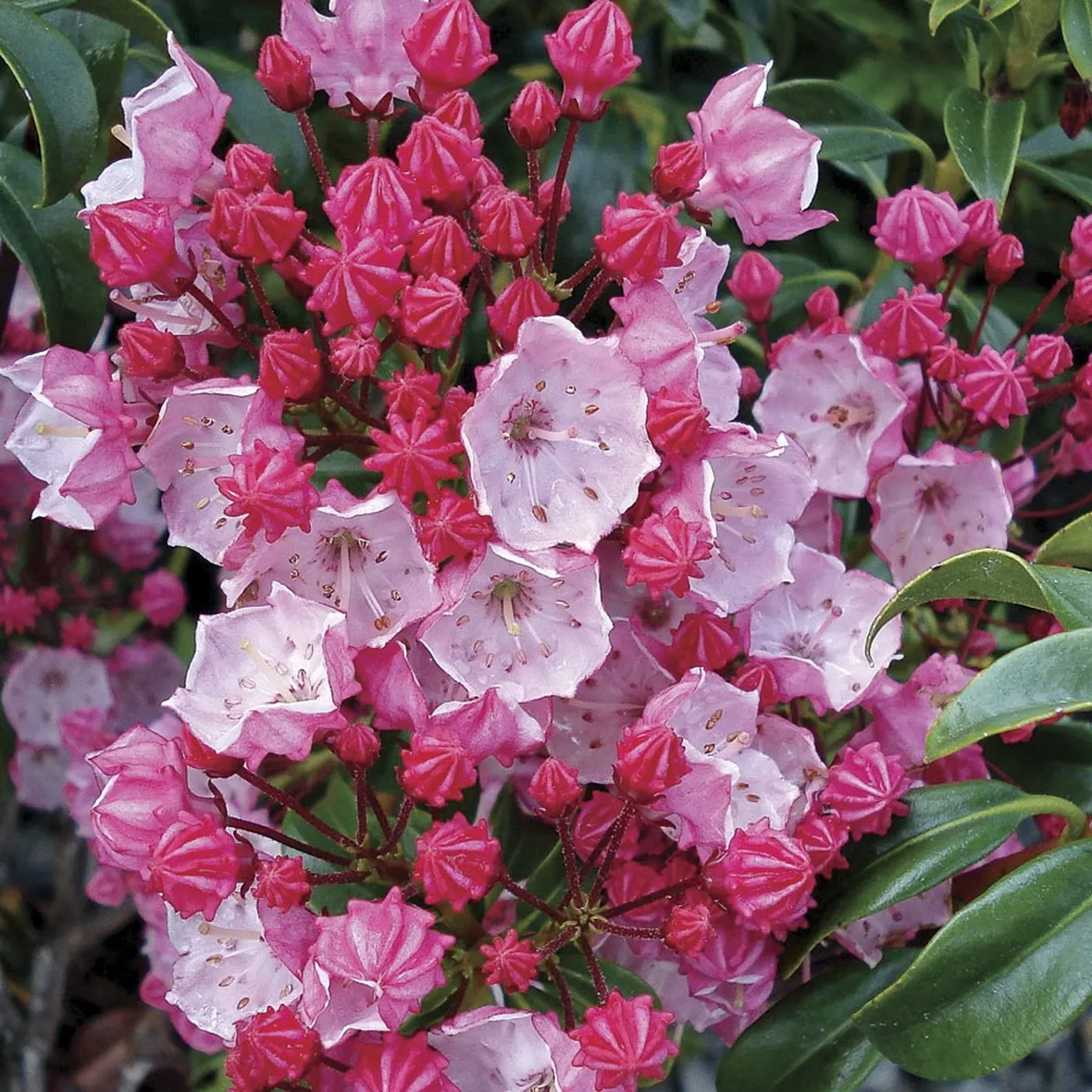 Kalmia-2