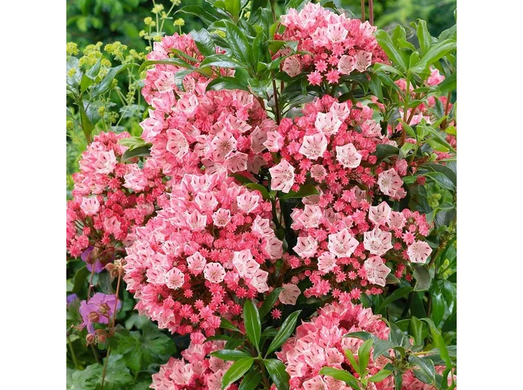 Kalmia-3