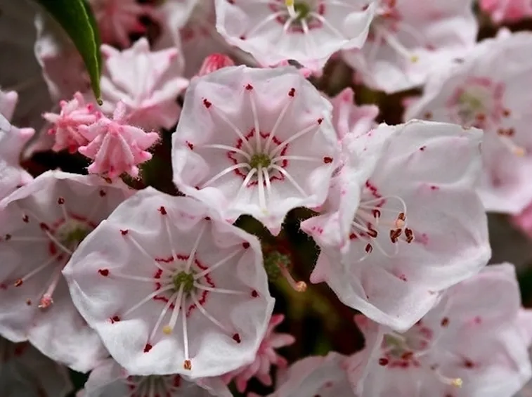 Kalmia-4