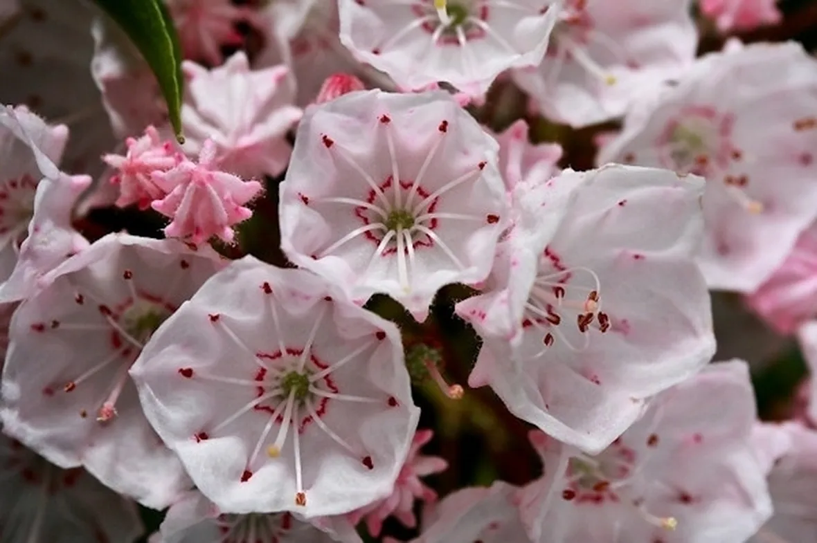 Kalmia-4