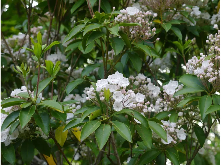 Kalmia-5