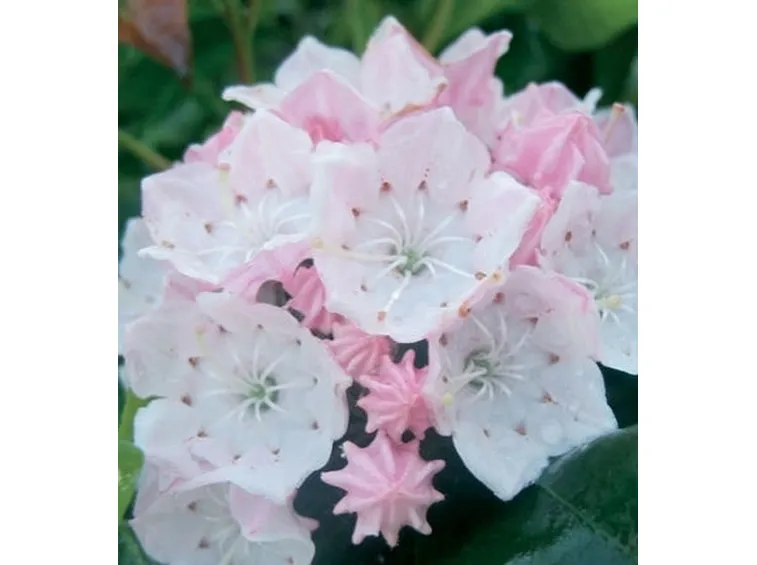 Kalmia-6