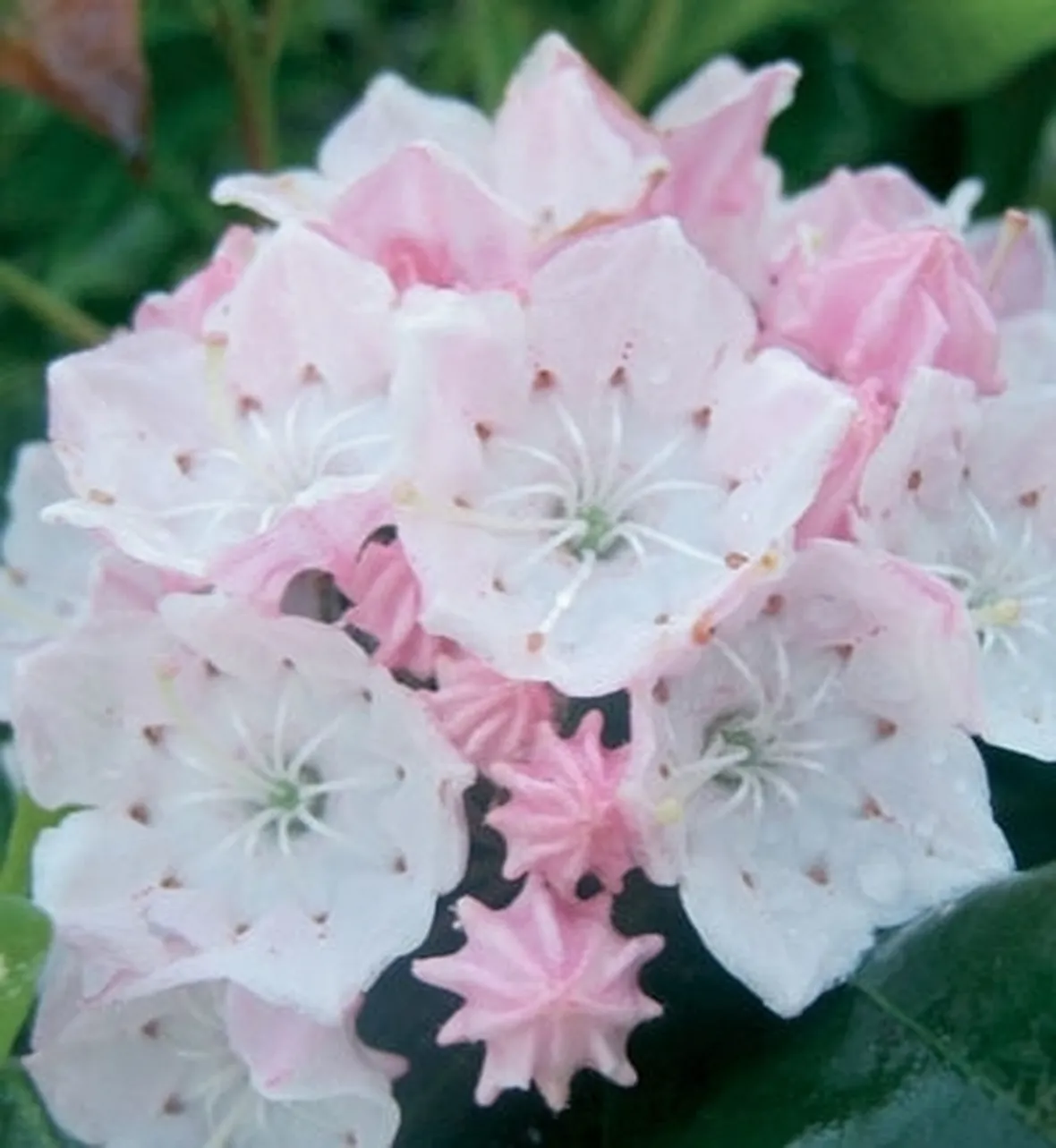 Kalmia-6