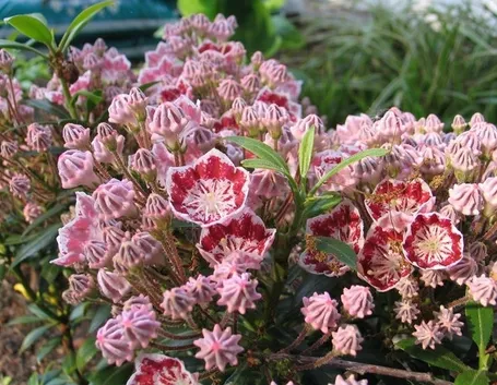 Kalmia-7