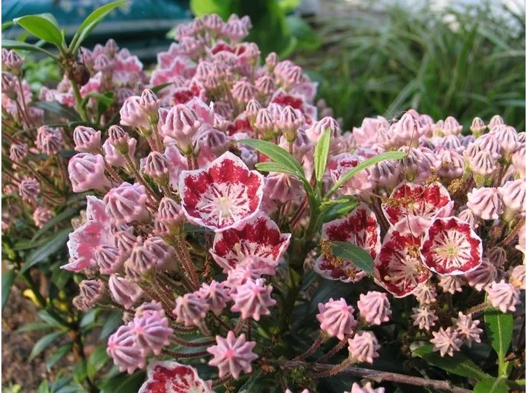 Kalmia-7