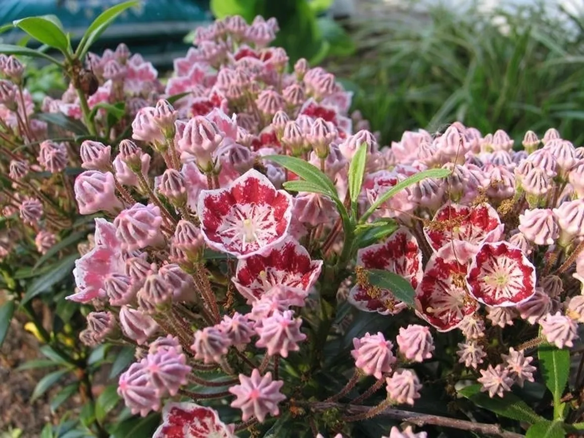 Kalmia-7
