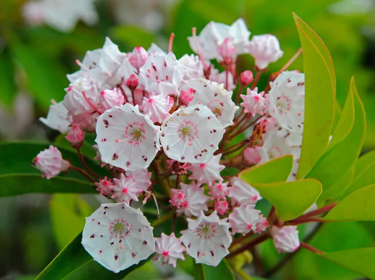 Kalmia-8