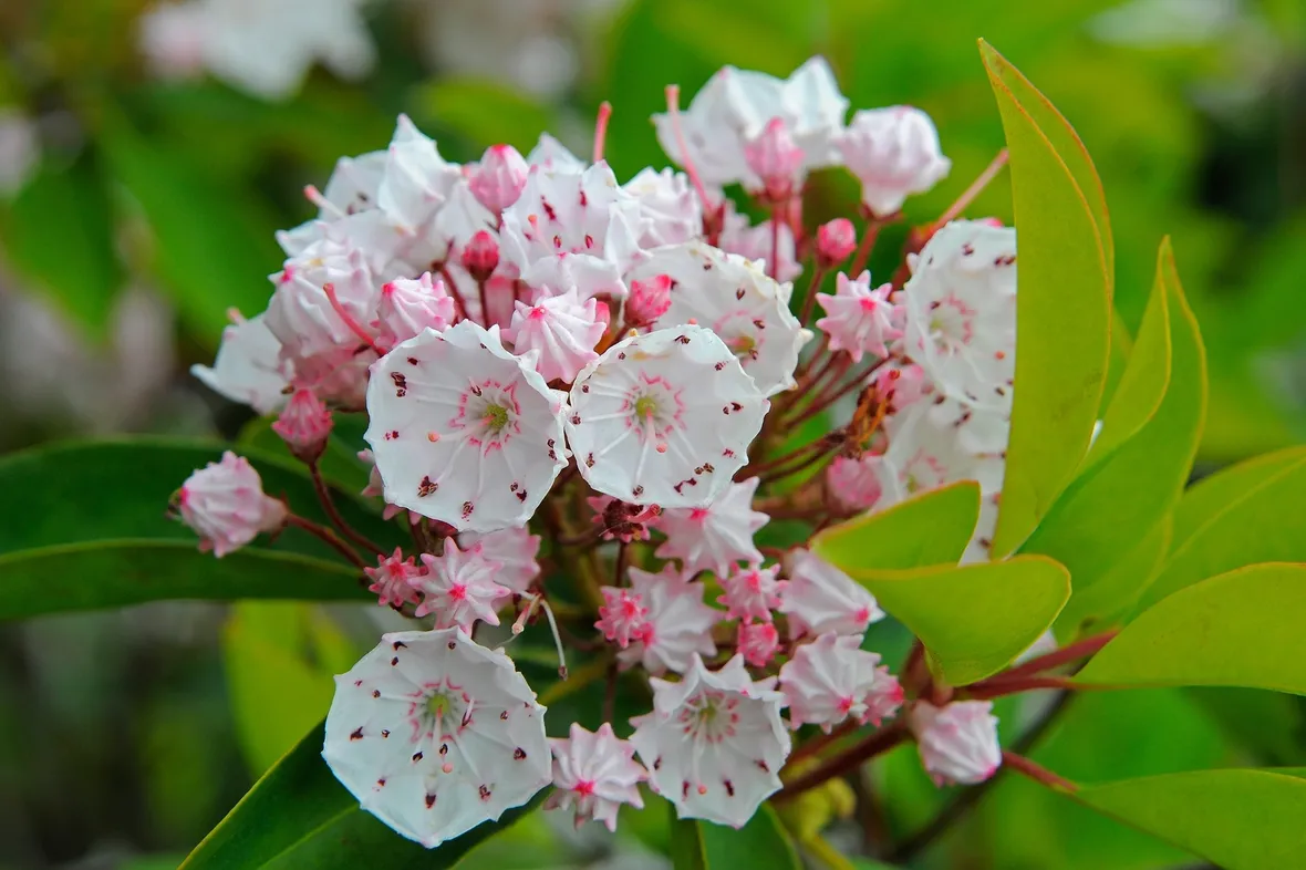 Kalmia-8