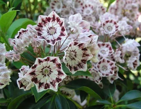 Kalmia-9
