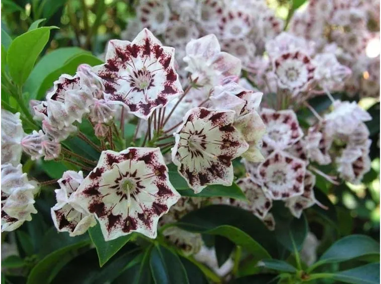 Kalmia-9