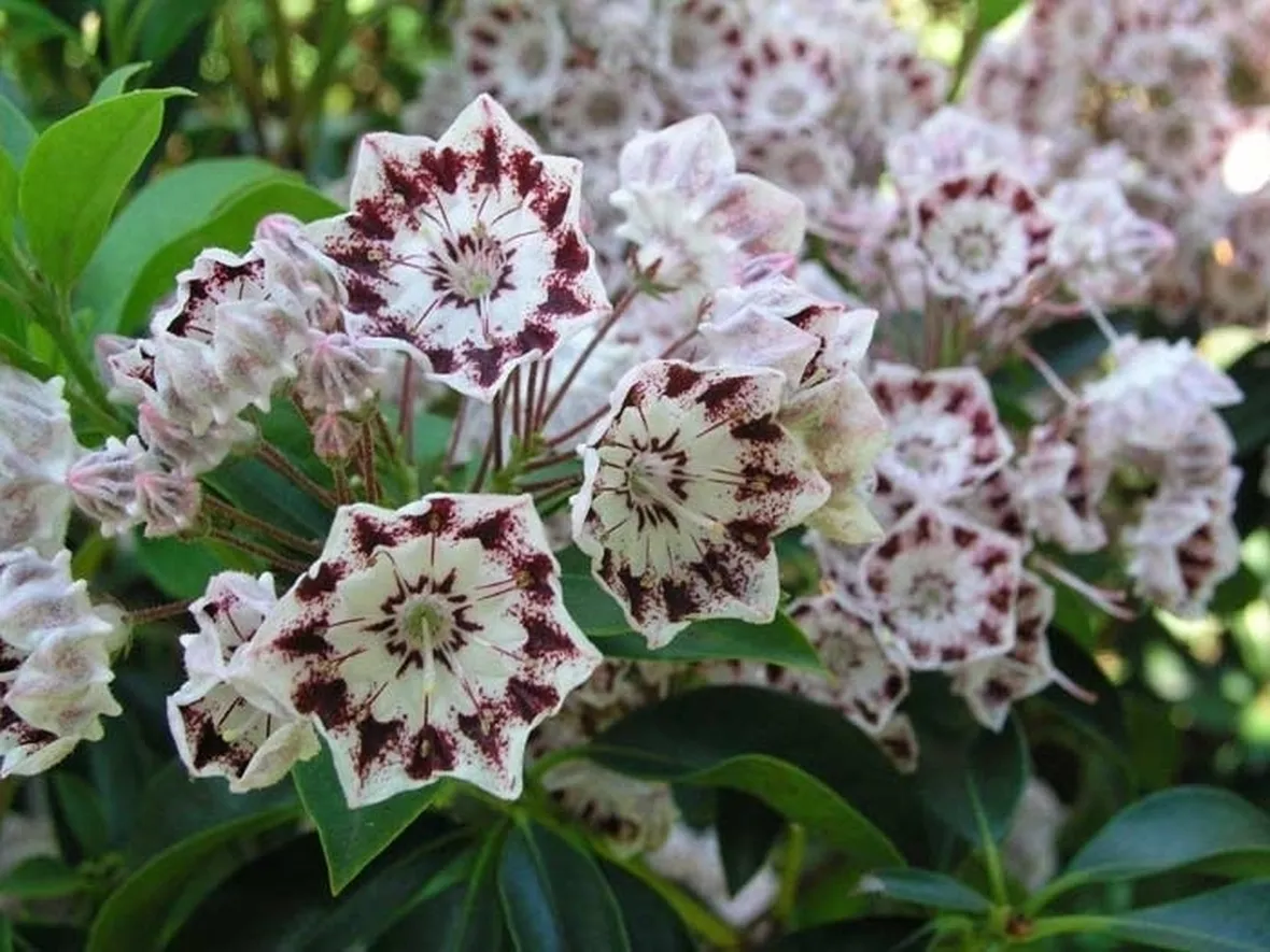 Kalmia-9