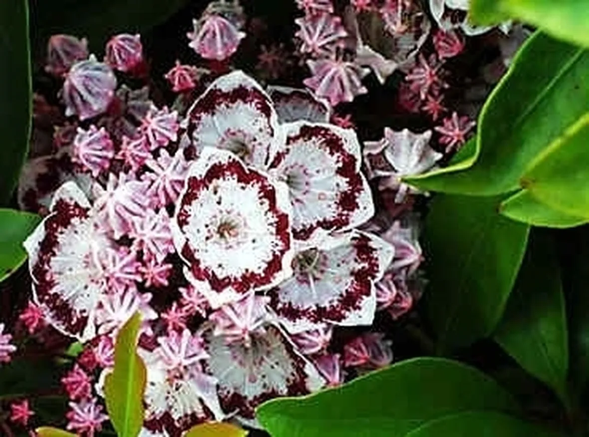Kalmia