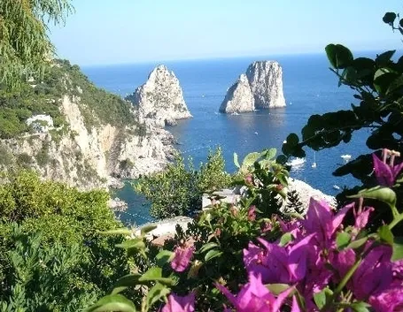 La bouganvillea