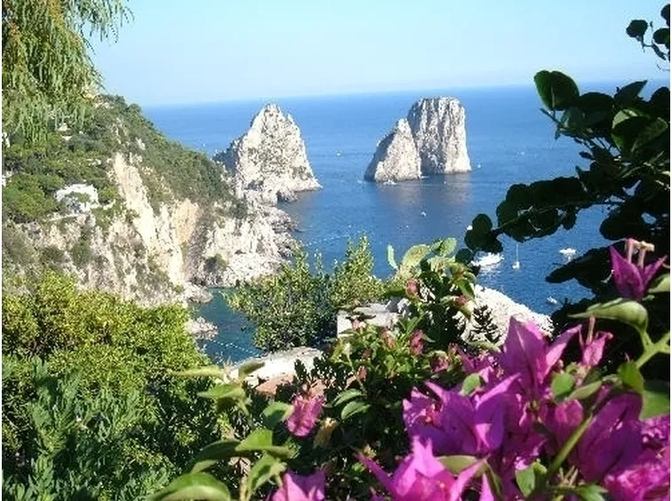 La bouganvillea