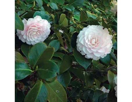 La camelia e il suo significato