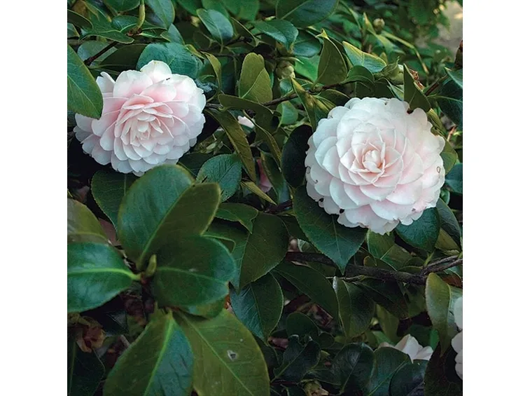 La camelia e il suo significato