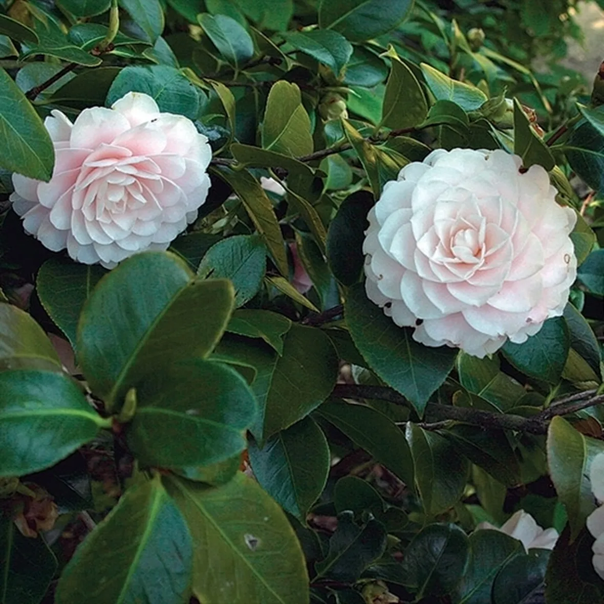 La camelia e il suo significato