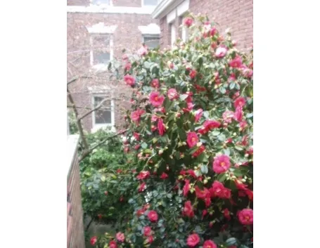 LA CAMELIA