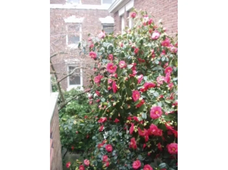 LA CAMELIA