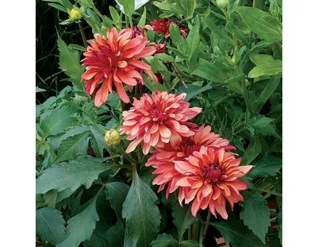 La Dalia