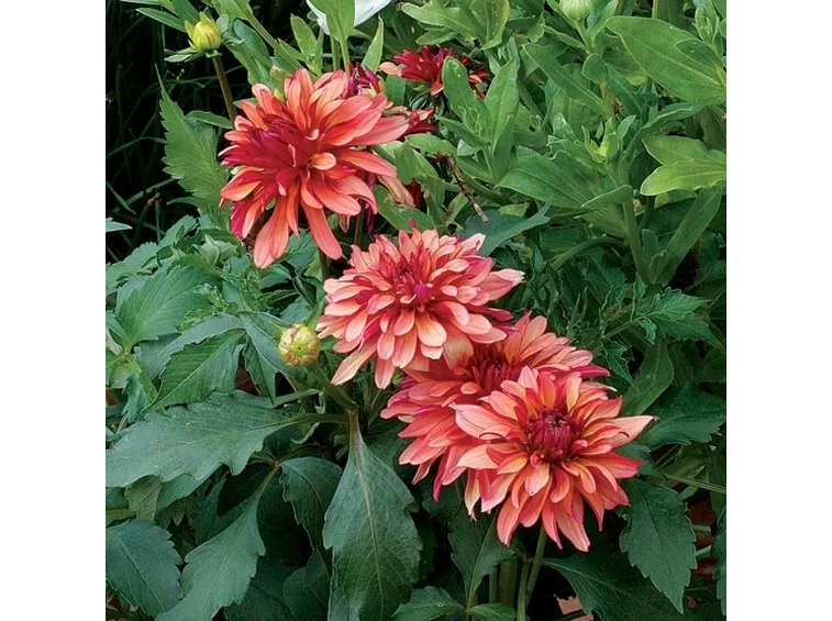 La Dalia