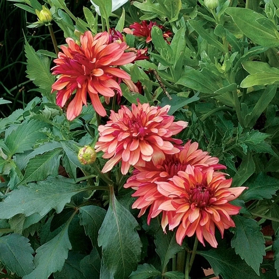 La Dalia