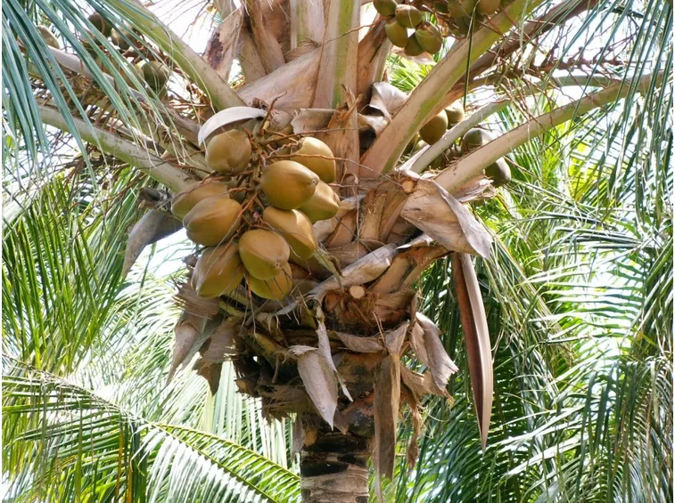 La palma: un albero antichissimo