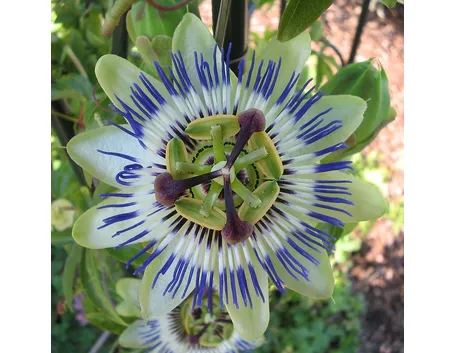 La passiflora rampicante - generalità