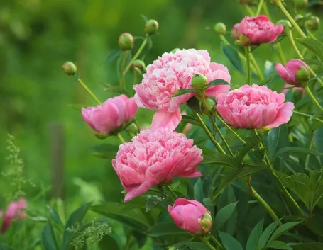 La peonia in Europa