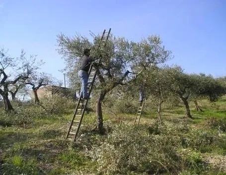 La potatura delle conifere