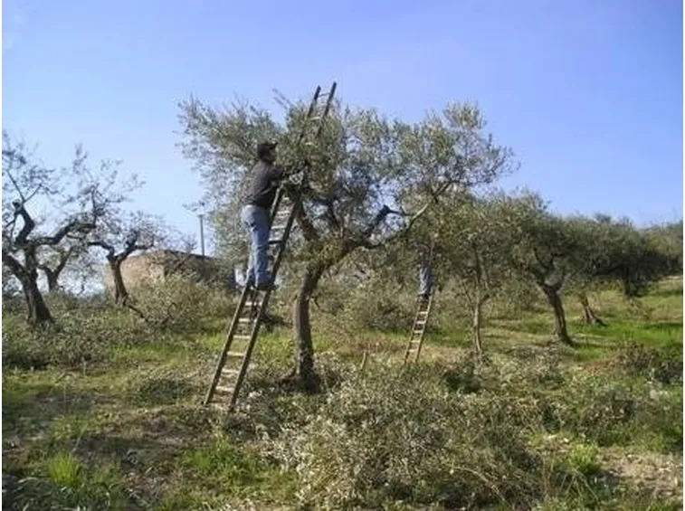 La potatura delle conifere