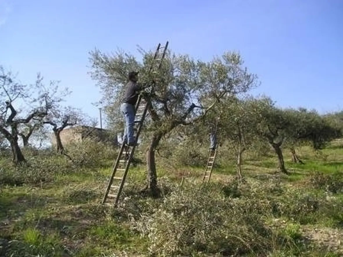 La potatura delle conifere