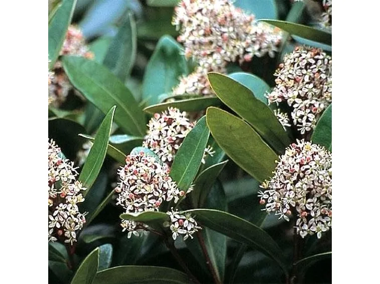 La Skimmia