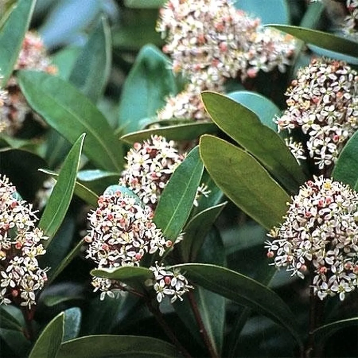 La Skimmia