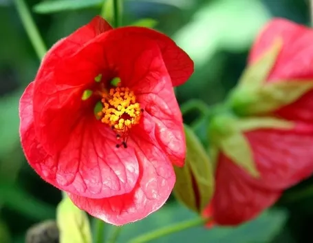 L'acero da fiore in casa
