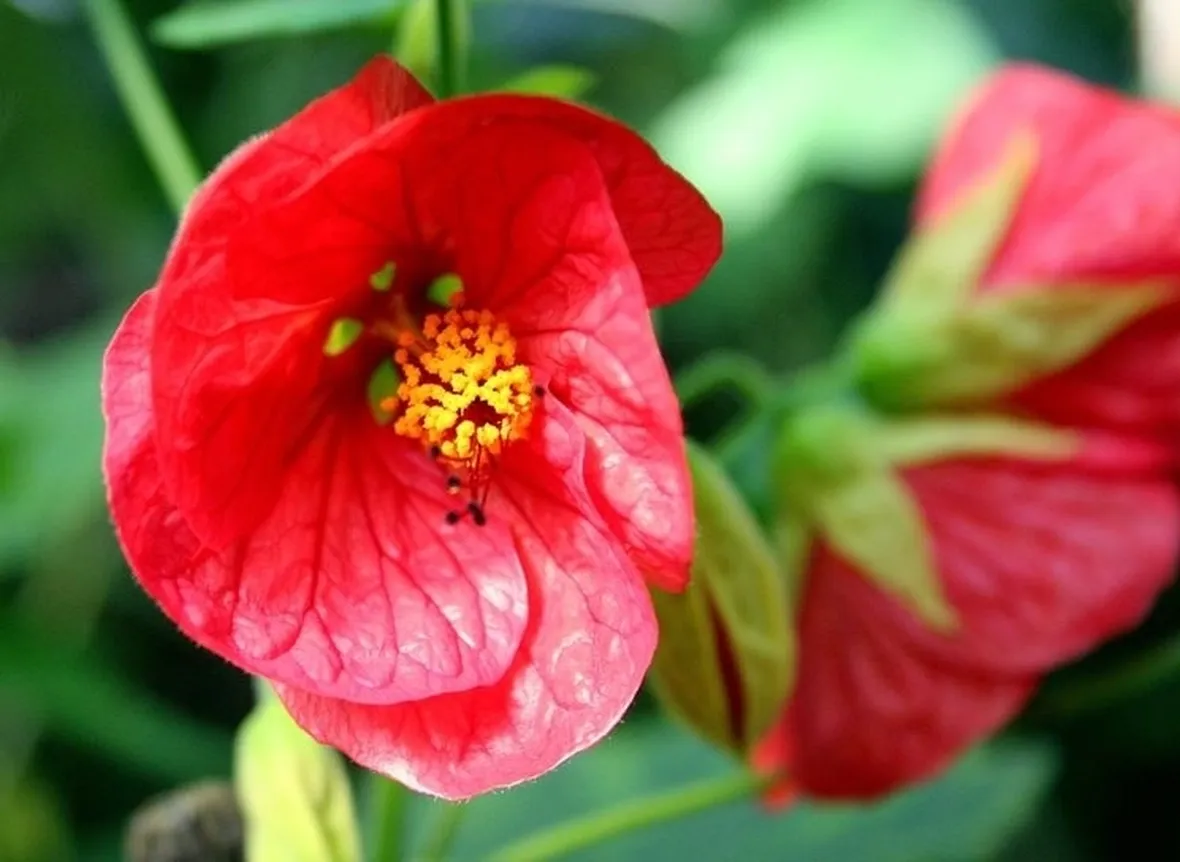 L'acero da fiore in casa