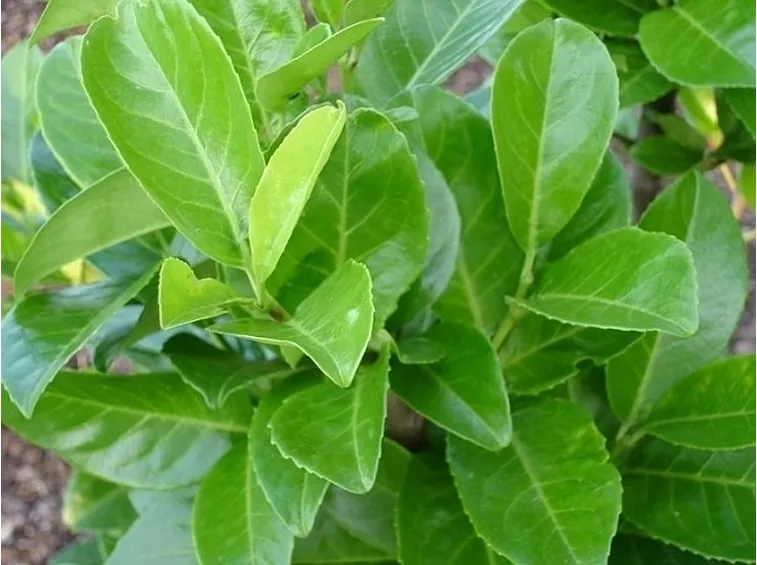 lauro