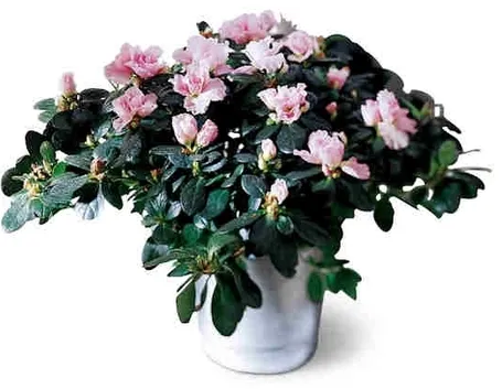 L'azalea