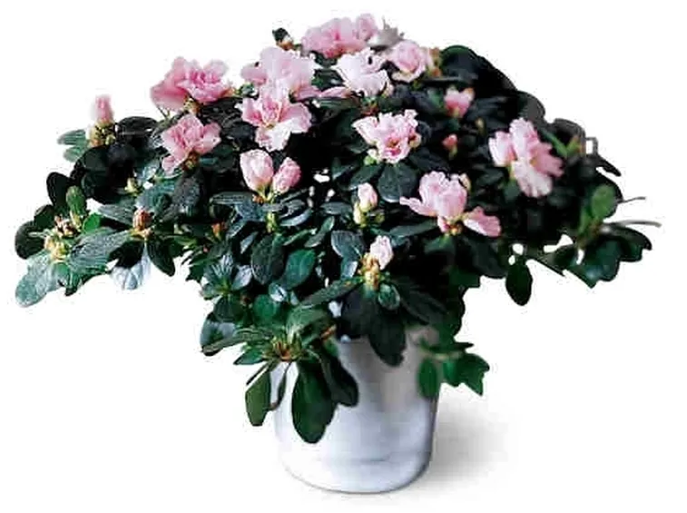 L'azalea