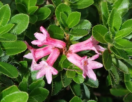 Le malattie del Rododendro
