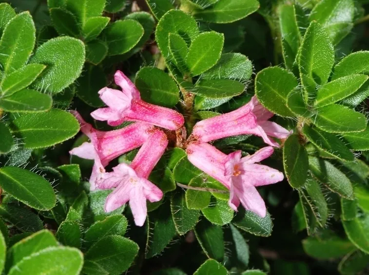 Le malattie del Rododendro