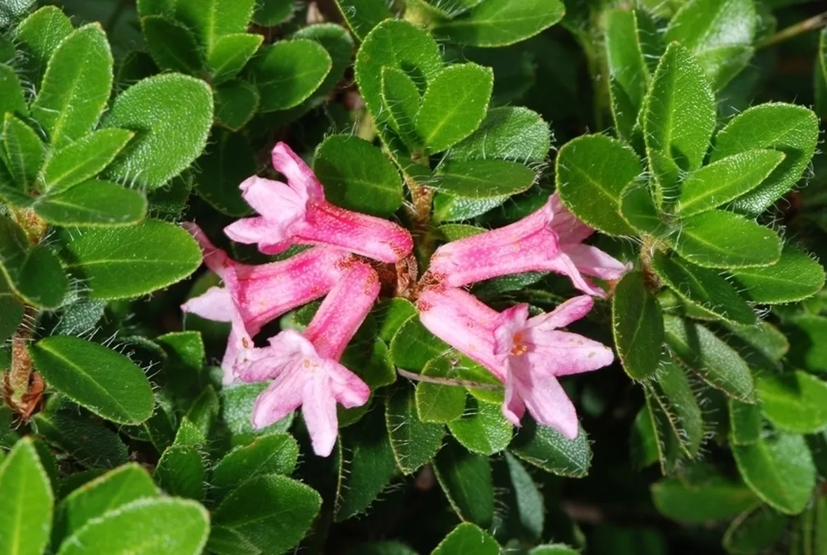 Le malattie del Rododendro
