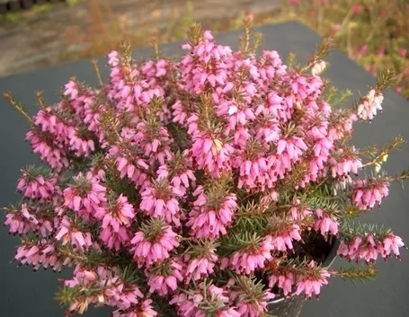 L'erica viola