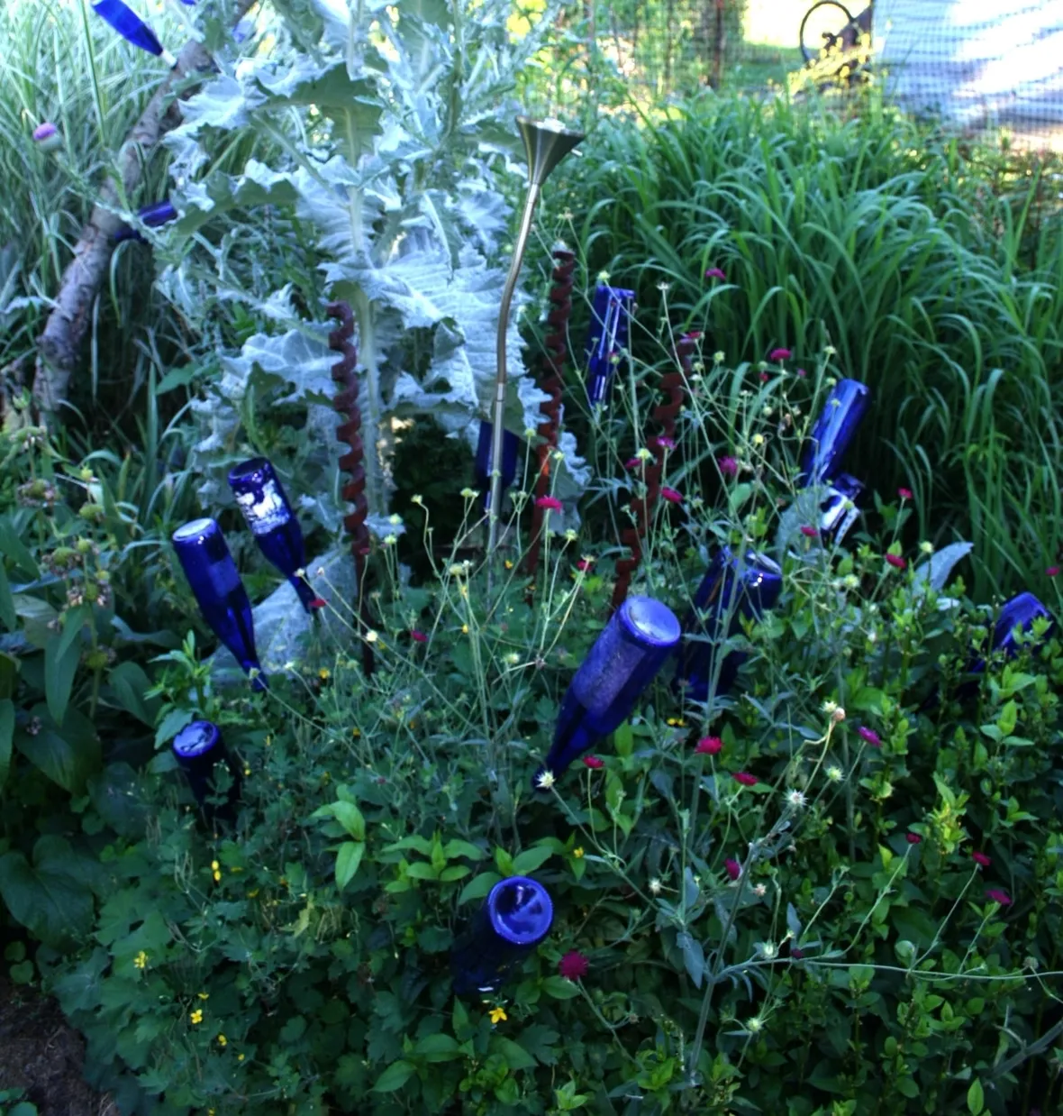 L'habitat del fiordaliso