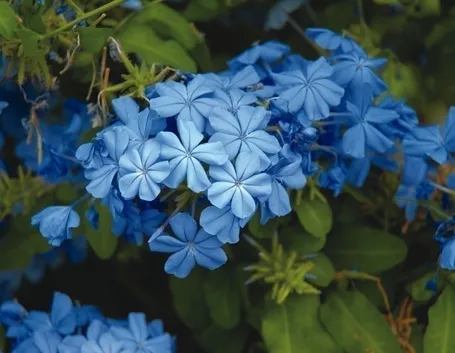 L'inverno per i plumbago